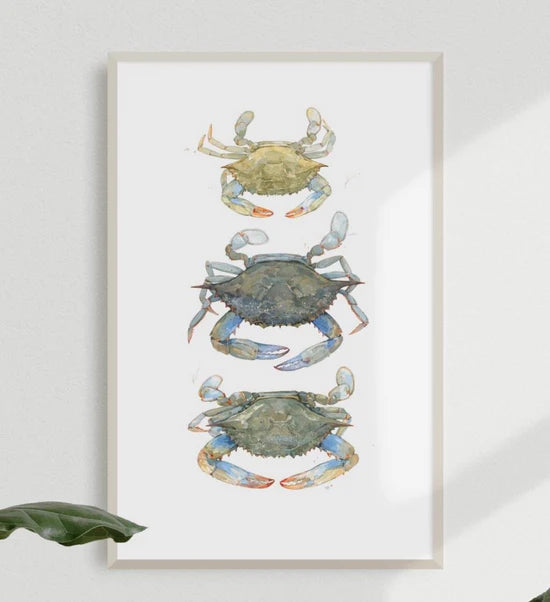 TUDIO TUESDAY  11 X 14 BLUE CRABS WATERCOLOR PAINTING PRINT